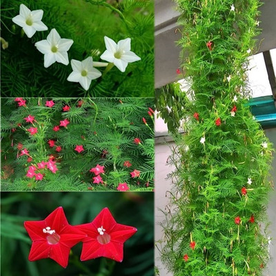 MOONQULTY Cypress Vine Mix colours(Tarulota )flower Seed(104 per packet)