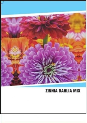 CYBEXIS Hybrid Zinnia Dahlia Mix Seeds(120 Seeds) Seed(120 per packet)