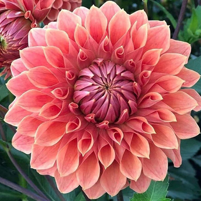 SREE Dahlia Pompon Seed(30 per packet)