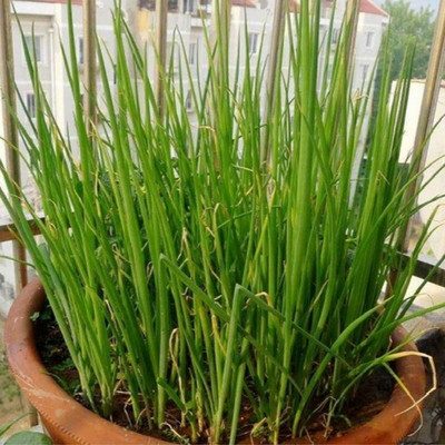 CYBEXIS Garlic Chives Seeds-350 Seeds Seed(350 per packet)