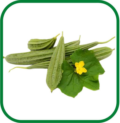WILLVINE XLR-311 Angled Gourd/Ridge Gourd Seeds Seed(50 per packet)