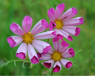 ZIXA Cosmos ‘Sea Shells’ Seed(30 per packet)