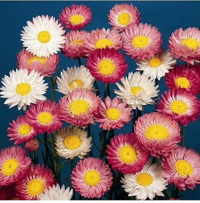 Biosnyg Strawflower [50 Seeds] Seed(50 per packet)