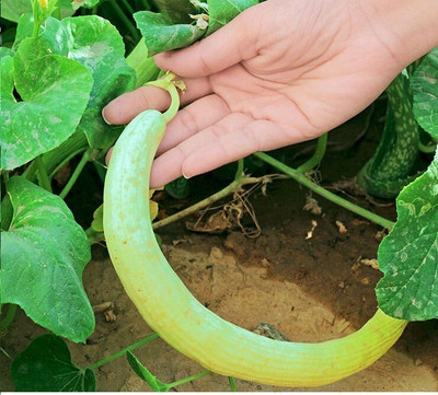 Quentova Armenian Cucumber (Kakkadi/Tar)-HQ-2E Seed(300 per packet)