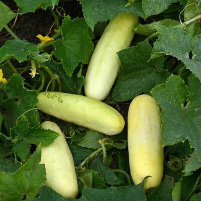 Quentova Martini Cucumber Seeds-IACR-7V Seed(250 per packet)