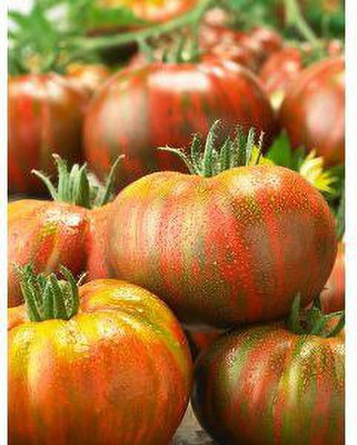 Jevik Booty-Tomato Seed(145 per packet)