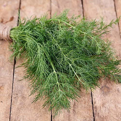 CYBEXIS GBPUT-78 - Indoor Dill Green All-Year Round - (2250 Seeds) Seed(2250 per packet)