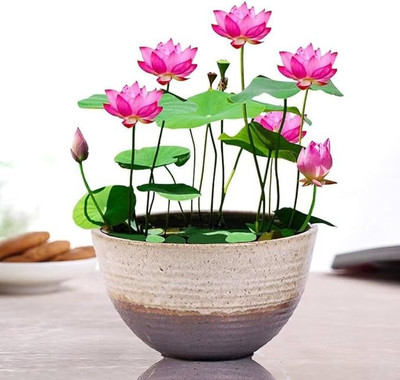 SARKAR ENTP EcoSprout Lotus Blossom Seeds – (kamal flower)Cultivate Tranquility in Your Garden, padma Seed(25 per packet)