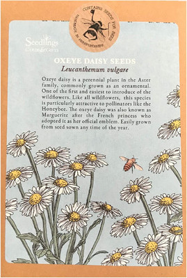 CYBEXIS Oxeye Daisy Leucanthemum Vulgare Flowers Seed(1 g)