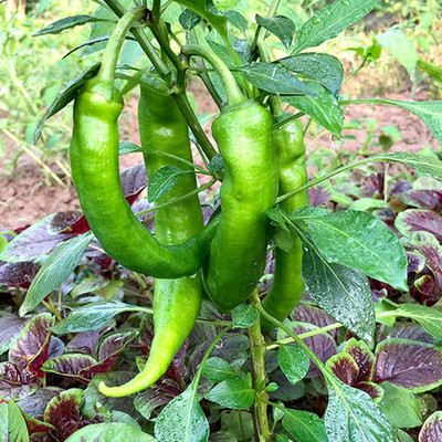KNESSiN MIX Chilli Seed(1250 per packet)