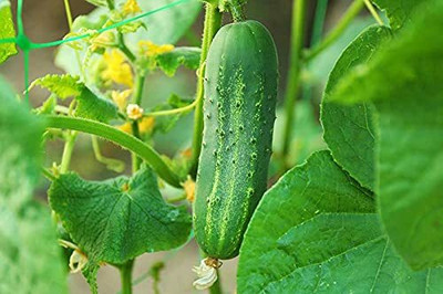 TRICONE Rajni Cucumber Kheera Seeds 320 Beej F2 Seed(320 per packet)
