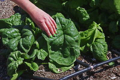 CYBEXIS KGF -3 - Winter Spinach Giant - (750 Seeds) Seed(750 per packet)
