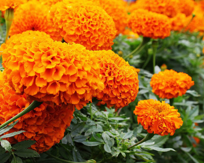 DEYS AGRO ™ marigold seeds summer season f1 hybrid,african mix Seed(85 per packet)