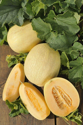 CYBEXIS Seeds of Musk Melon Emir F1400 Seeds Seed(400 per packet)