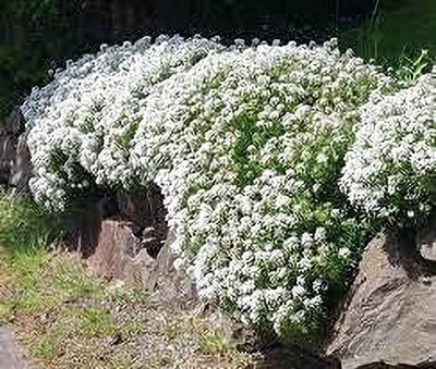 Aywal umbellata Dwarf Fairy Mix - Candytuft Seed(80 per packet)