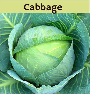 WILLVINE VMR -XIII F1 Hybrid Bajrang Cabbage Seeds [50g] Seed(15000 per packet)