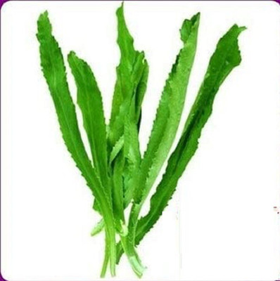 CYBEXIS HUA-99 - Sawtooth Mexican Coriander - (750 Seeds) Seed(750 per packet)