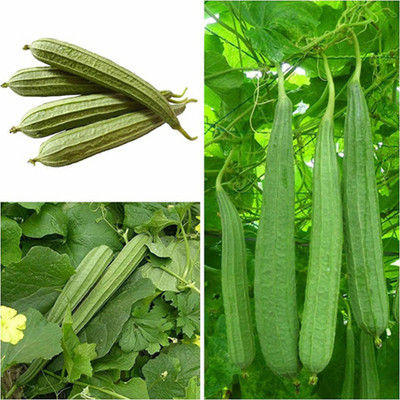 PMA Ridge Guard Seed / Organic seed for Vegetable Gardening/ Farming/Hybird Seed(12 per packet)
