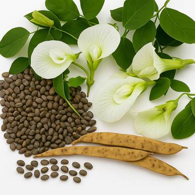 PGD White Colour Single Petal Aparajitha/Shankupushpam/Sangu Poo (Butterfly Pea) Seed(10 per packet)