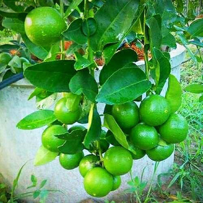 CRGO LEMON , NIMBU Seed(15 per packet)