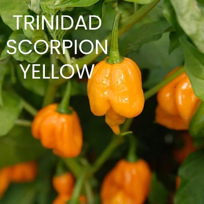 Biosnyg Trinidad Scorpion Yellow Chilli Seeds For Gardening-(4000 Seeds) Seed(4000 per packet)