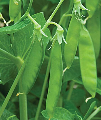 CRGO PEA , MATAR Seed(80 per packet)