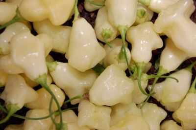 Biosnyg Heirloom Aji Fantasy White Pepper Vegetable Seeds for Garden-(400 Seeds) Seed(400 per packet)