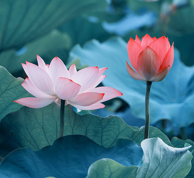 Rawmest lotus,kamal gatta Seed(10 per packet)