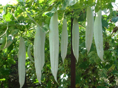 TRICONE High Yield Hybrid Rare Long chichinda Snake Gourd Vegetable 5 Seeds A17 Seed(5 per packet)
