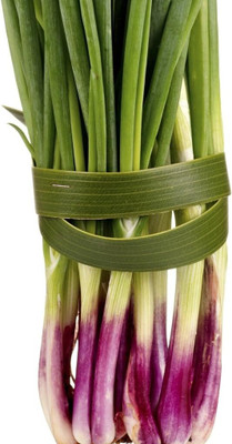 WILLVINE Herb Seeds, Welsh Onion - Red-[5000 Seeds] Seed(5000 per packet)
