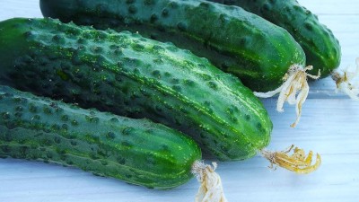 Qualtivate ICRA-1A Straight Eight - Cucumber Seeds Seed(300 per packet)