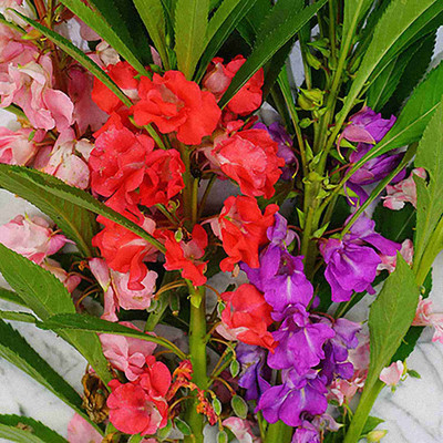 Quentova Balsam Rose Mix Flower-HQ Seed(40 per packet)