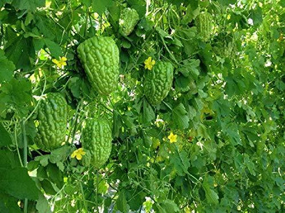 CYBEXIS LX-30 - Bitter gourd round green chinese variety - (300 Seeds) Seed(300 per packet)