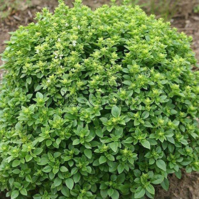 VibeX ® LXI-13 Basil Spicy Globe Bush Seed(1000 per packet)