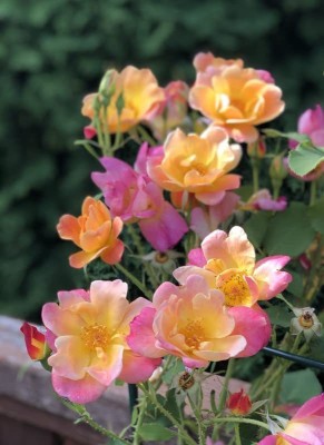 CYBEXIS PUAS-60 - Rainbow Rose Climbing - (100 Seeds) Seed(100 per packet)