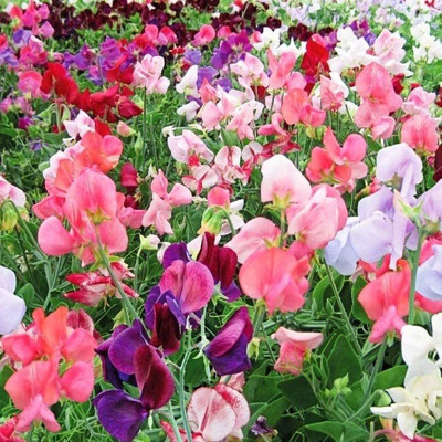KANAYA Sweet Peas Flower Seed(25 per packet)