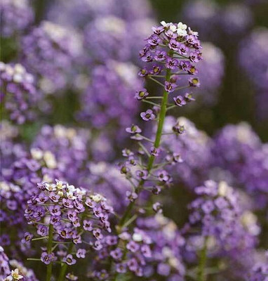 Quentova Alyssum Seeds - Wonderland Series-TKK Seed(30 per packet)