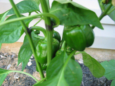 CYBEXIS LX-98 - Natural Green Capsicum - (450 Seeds) Seed(450 per packet)
