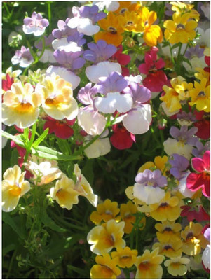 LPR NEMESIA Seed(60 per packet)