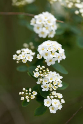 Oliver gypsophila flower Seed(50 per packet)