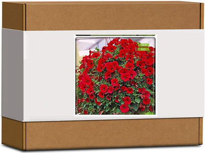 CYBEXIS Sweet Willium Flower Seeds400 Seeds Seed(400 per packet)