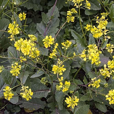 VibeX NDIR-51 - Wild Mustard (Sinapis arvensis) - (2250 Seeds) Seed(2250 per packet)