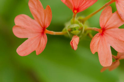 ginnienterpris kanakambaram-firecracker-crossandra Seed(30 per packet)