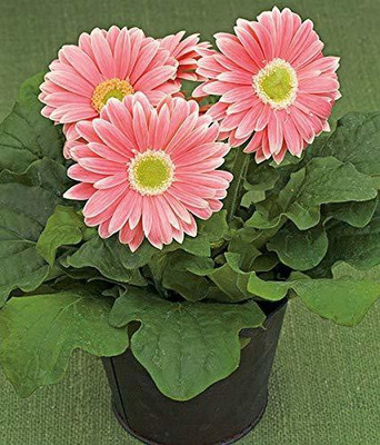 CYBEXIS Royal peach Color Gerbera Daisy Seed(1 g)