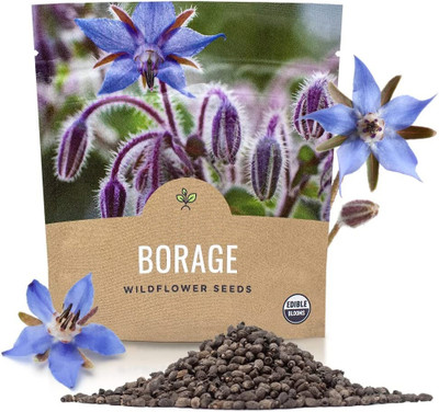 Qualtivate XLR-71 Blue Borage Seeds Seed(100 per packet)