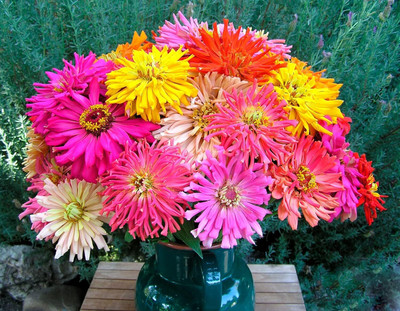 Qualtivate LXI-143 Cactus Mix Zinnia Seeds Seed(25 per packet)
