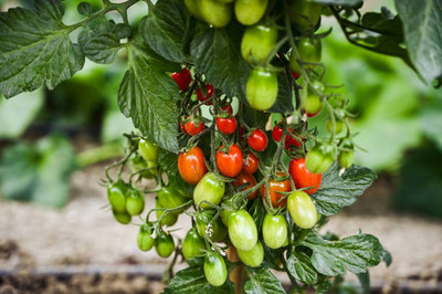 prev tomato Seed(140 per packet)