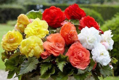 CYBEXIS VXI-19 - Large Flowering Superba Begonia Mix - (90 Seeds) Seed(90 per packet)