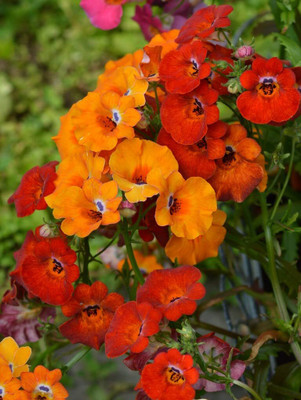 Aywal Nemesia Mixed Plant Garden Seed(70 per packet)