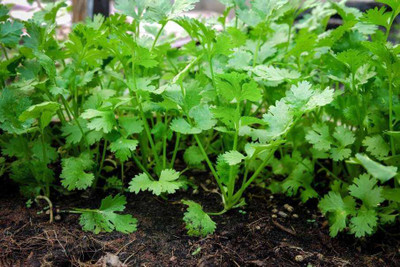 SEMINA VITA dhania seeds Seed(169 per packet)